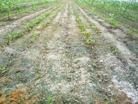 Nông dân khốn khổ vì hàng trăm ha đất nhiễm mặn - 1