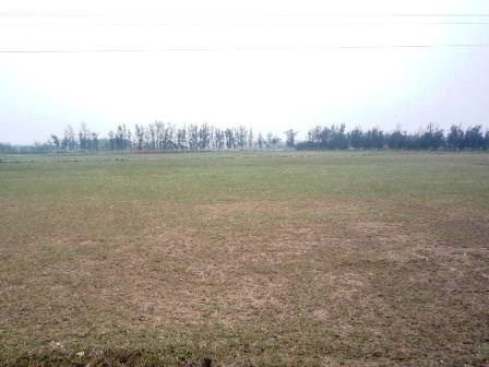 Nông dân khốn khổ vì hàng trăm ha đất nhiễm mặn - 2