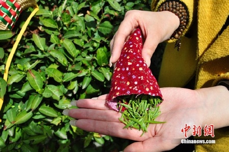 Ngắm trinh nữ hái chè - 5 Ngắm trinh nữ hái chè - 5