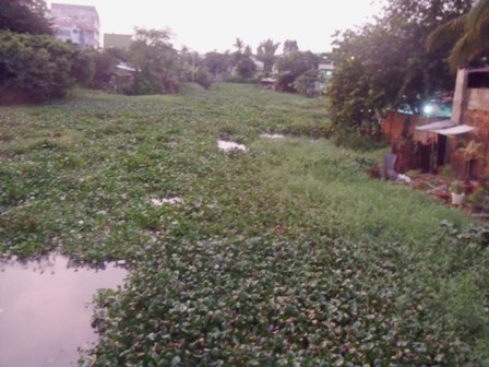 Muỗi bùng phát, sốt xuất huyết "đe dọa" sớm - 1