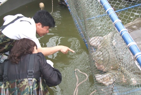 Chống "sốc" cho cụ Rùa khi trở lại môi trường hồ Gươm - 1 Chống "sốc" cho cụ Rùa khi trở lại môi trường hồ Gươm - 1