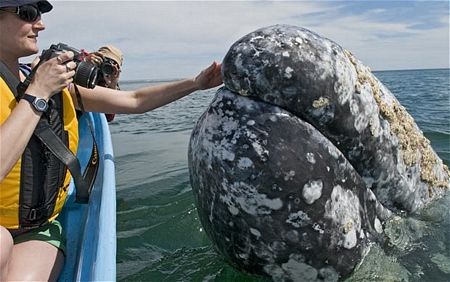 Loài cá voi thân thiện nhất thế giới - 1 Loài cá voi thân thiện nhất thế giới - 1