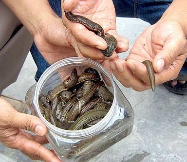“Cơn sốt” đỉa lan rộng cảnh báo một mối nguy khó lường - 1 “Cơn sốt” đỉa lan rộng cảnh báo một mối nguy khó lường - 1
