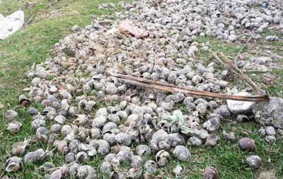"SOS" hiểm họa tiềm ẩn từ đỉa! - 2 "SOS" hiểm họa tiềm ẩn từ đỉa! - 2