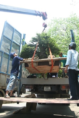 Cho phép xe trọng tải lớn phục vụ Festival lưu thông vào thành phố - 2