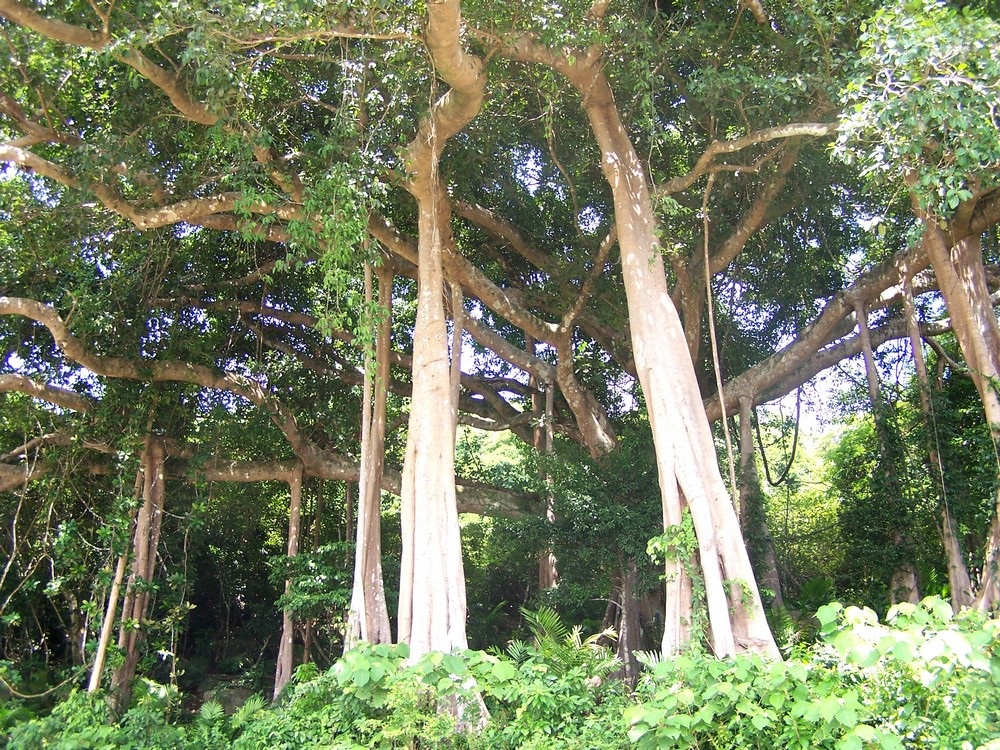 Nhiều chương trình phục vụ du khách dịp lễ pháo hoa - 1