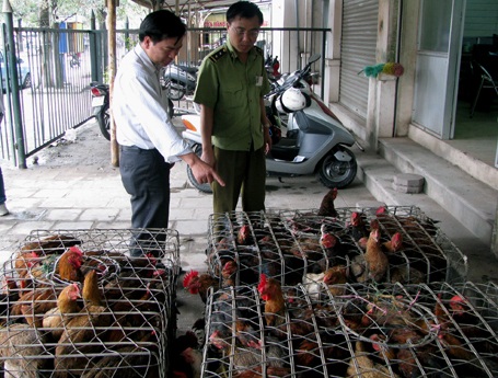 Bắt quả tang một xe gà “bẩn” chuẩn bị đột nhập nội thành - 1 Bắt quả tang một xe gà “bẩn” chuẩn bị đột nhập nội thành - 1