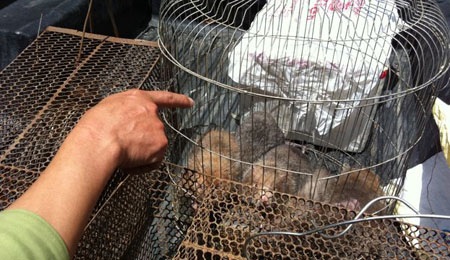 Đà Lạt: Bắt giữ số lượng lớn động vật hoang dã buôn bán trái phép - 6 Đà Lạt: Bắt giữ số lượng lớn động vật hoang dã buôn bán trái phép - 6