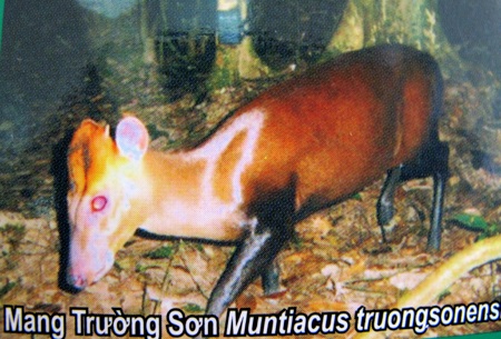 Nghệ An: Công bố quyết định công nhận Khu dự trữ sinh quyển miền Tây - 7