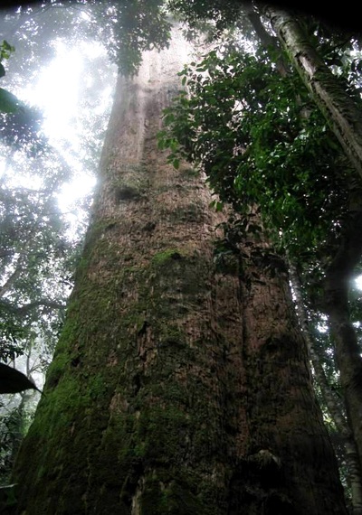 Nghệ An: Công bố quyết định công nhận Khu dự trữ sinh quyển miền Tây - 9