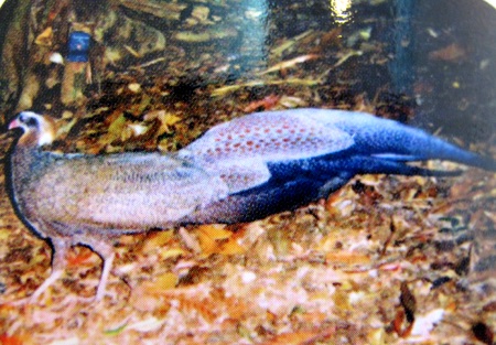 Nghệ An: Công bố quyết định công nhận Khu dự trữ sinh quyển miền Tây - 6