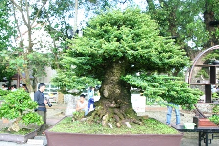 Mãn nhãn với hàng trăm cây cảnh khoe mình bên dòng Hương - 11