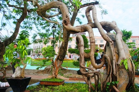 Mãn nhãn với hàng trăm cây cảnh khoe mình bên dòng Hương - 3