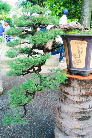 Mãn nhãn với hàng trăm cây cảnh khoe mình bên dòng Hương - 6