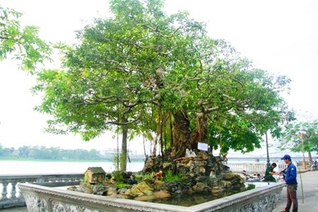 Mãn nhãn với hàng trăm cây cảnh khoe mình bên dòng Hương - 10