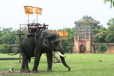 Huế: Cưỡi voi thăm cung vua hút khách ngày 30-4 - 7