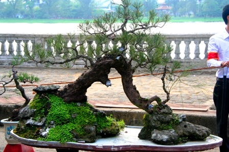 Mãn nhãn với hàng trăm cây cảnh khoe mình bên dòng Hương - 2