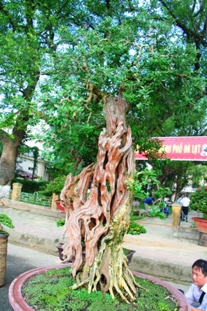 Mãn nhãn với hàng trăm cây cảnh khoe mình bên dòng Hương - 5