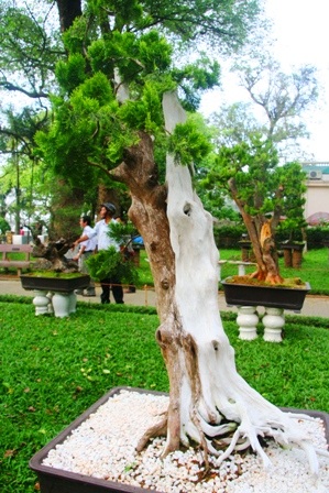 Mãn nhãn với hàng trăm cây cảnh khoe mình bên dòng Hương - 4