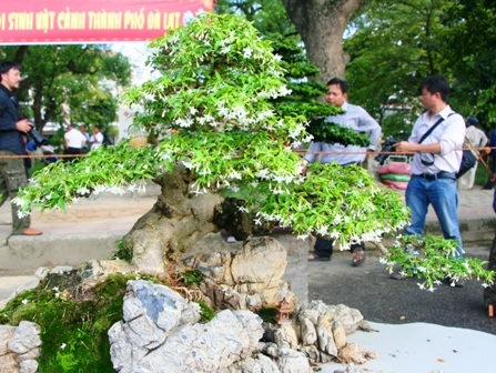 Mãn nhãn với hàng trăm cây cảnh khoe mình bên dòng Hương - 8