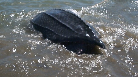 Thả con rùa quý hiếm về biển - 1