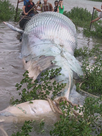 Thả con rùa quý hiếm về biển - 3