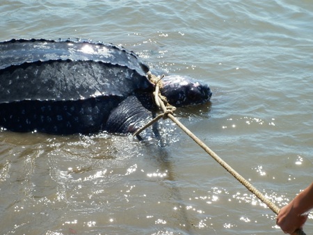 Bắt được rùa lạ, nghi là loài rùa biển cực kỳ quý hiếm - 4
