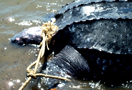 Bắt được rùa lạ, nghi là loài rùa biển cực kỳ quý hiếm - 1