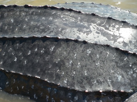 Bắt được rùa lạ, nghi là loài rùa biển cực kỳ quý hiếm - 3