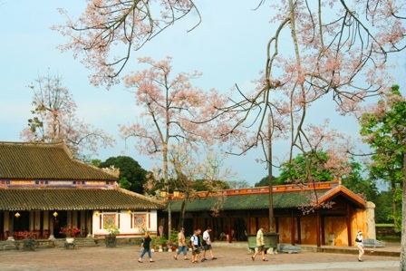 Rực sáng sắc hoa ngô đồng bên đền đài - 1