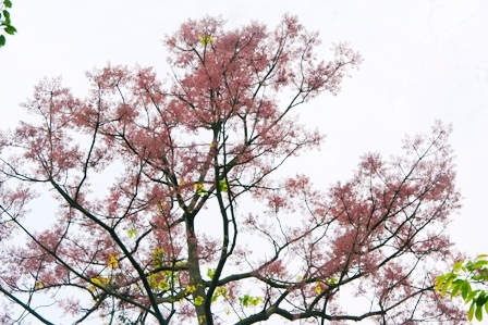 Rực sáng sắc hoa ngô đồng bên đền đài - 16