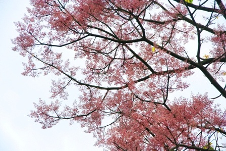 Rực sáng sắc hoa ngô đồng bên đền đài - 17