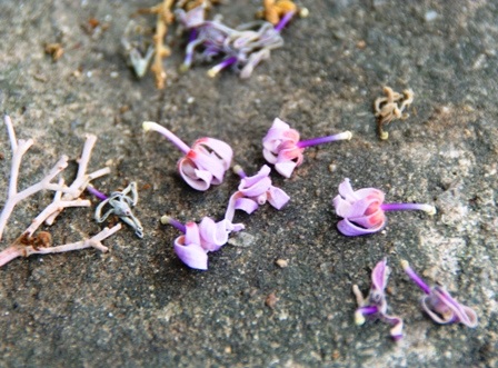 Rực sáng sắc hoa ngô đồng bên đền đài - 18