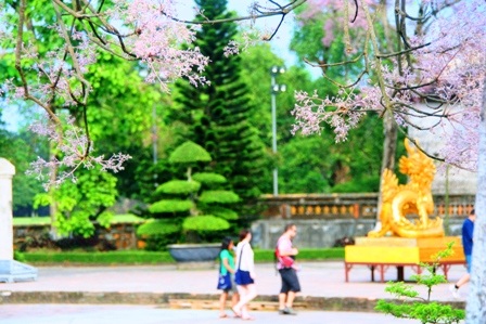 Rực sáng sắc hoa ngô đồng bên đền đài - 7