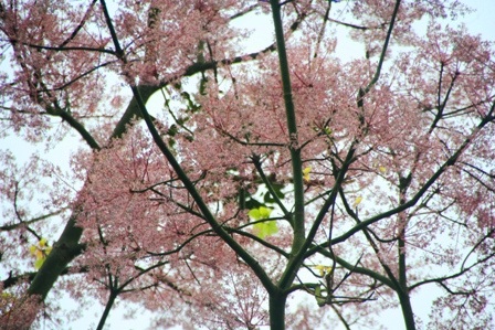 Rực sáng sắc hoa ngô đồng bên đền đài - 14