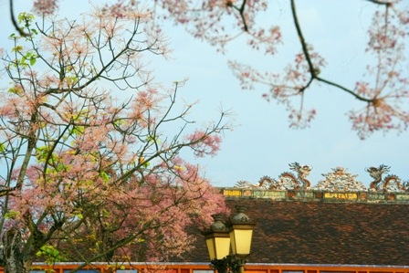 Rực sáng sắc hoa ngô đồng bên đền đài - 5