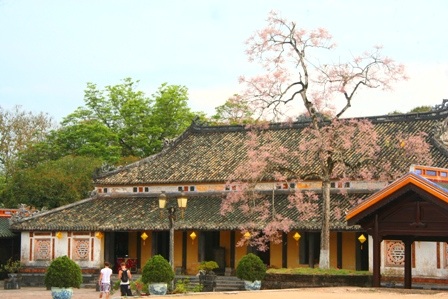 Rực sáng sắc hoa ngô đồng bên đền đài - 2