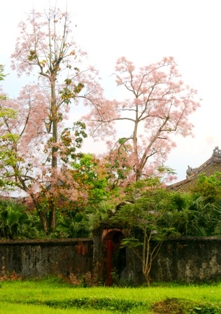 Rực sáng sắc hoa ngô đồng bên đền đài - 9