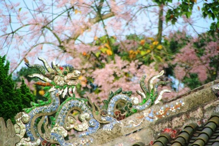 Rực sáng sắc hoa ngô đồng bên đền đài - 4