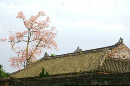 Rực sáng sắc hoa ngô đồng bên đền đài - 10