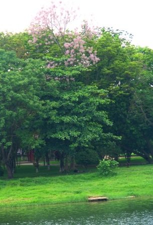 Rực sáng sắc hoa ngô đồng bên đền đài - 11