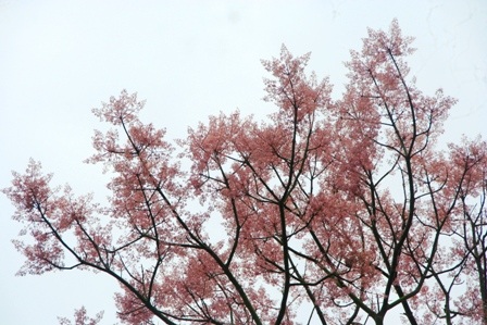 Rực sáng sắc hoa ngô đồng bên đền đài - 15