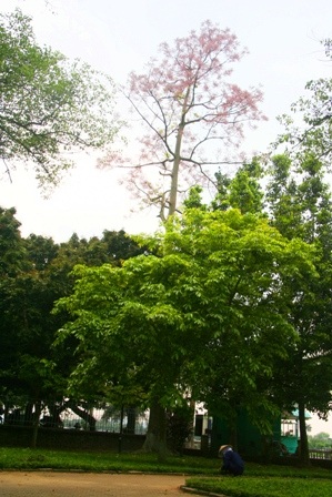 Rực sáng sắc hoa ngô đồng bên đền đài - 13