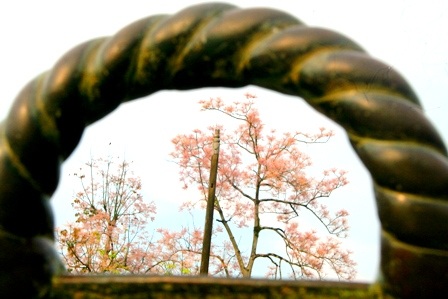 Rực sáng sắc hoa ngô đồng bên đền đài - 6