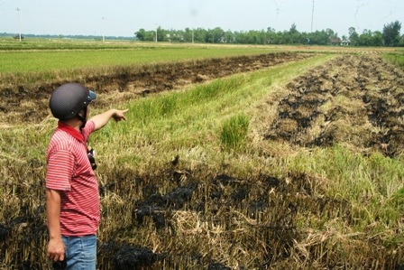 Nông dân điêu đứng trước hàng ngàn ha lúa chết bất thường - 3
