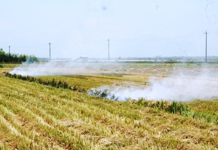 Nông dân điêu đứng trước hàng ngàn ha lúa chết bất thường - 4