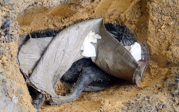 Xuất hiện chó lạ cắn người và tấn công súc vật - 3 Xuất hiện chó lạ cắn người và tấn công súc vật - 3