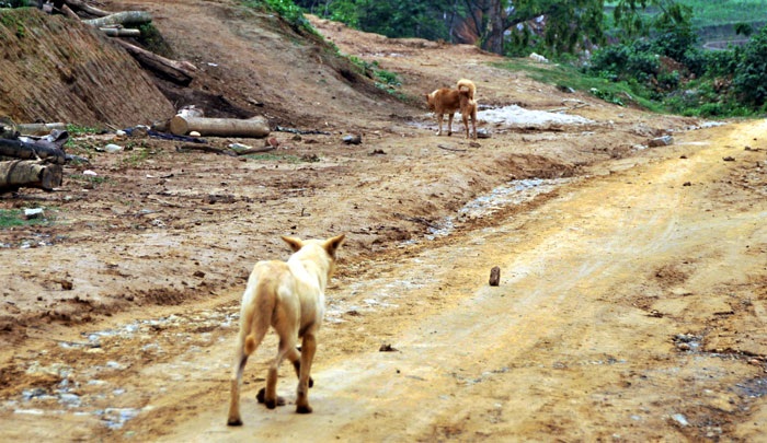 Xuất hiện chó lạ cắn người và tấn công súc vật - 1 Xuất hiện chó lạ cắn người và tấn công súc vật - 1