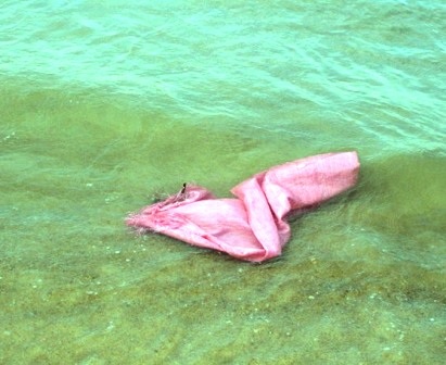 Bãi biển thành... bãi rác - 7