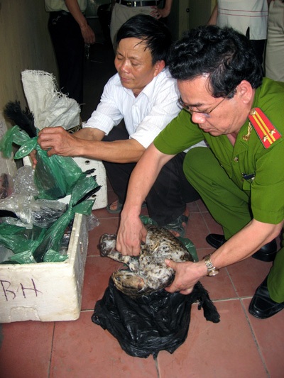 Vận chuyển trái phép mèo rừng về Hà Nội bán kiếm lời - 1 Vận chuyển trái phép mèo rừng về Hà Nội bán kiếm lời - 1